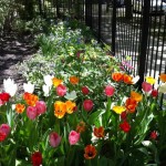 Tulips.spring garden