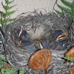 Baby robins 