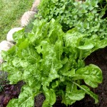 Chard in pot