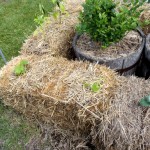 Planting-in-straw-bales
