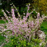 Flowering-Almond in yard