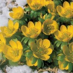 Winter Aconite