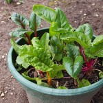 Swiss chard