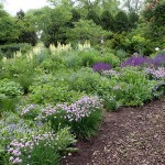 Perennials in field