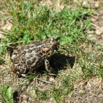 Small garden toad