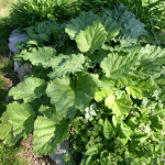 Rhubarb thriving in front garden