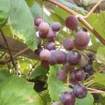 grapes2-sm-web